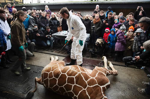 Kopenhagen am Sonntag: Die getötete Giraffe wird vor Zuschauern zerlegt. Dass...